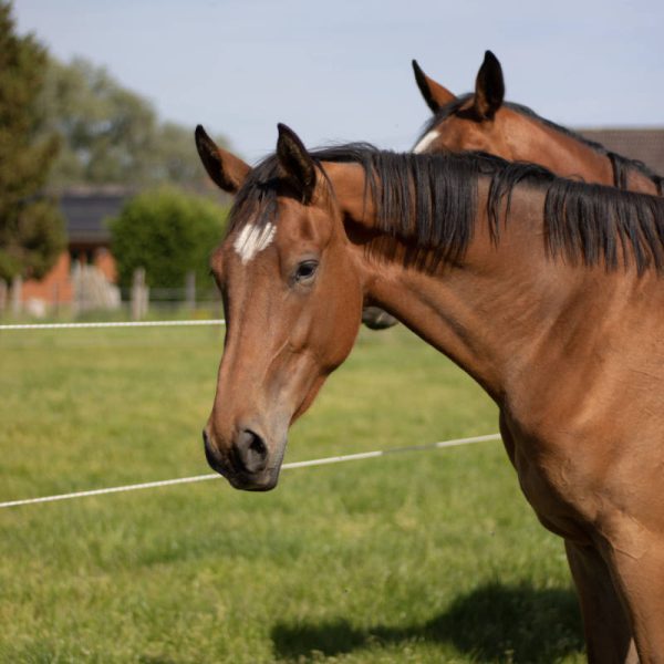 Bruin paard in weide