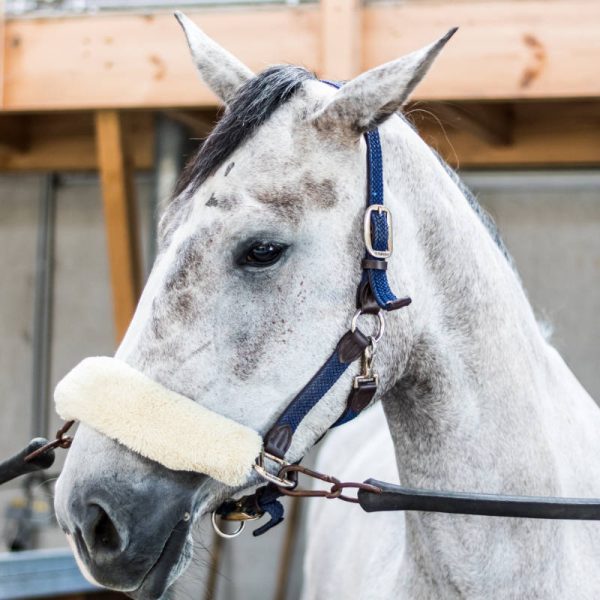 Caballo blanco de Synergy Horses