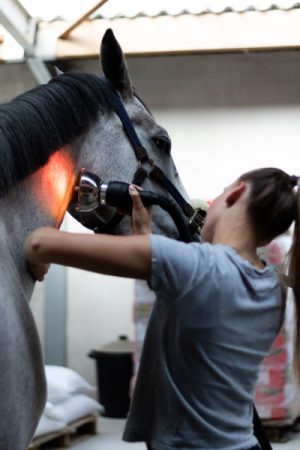 Toepassing van Equidias op het paard